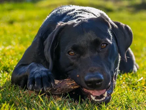 Ferienhaus in der Eifel mit Hund: Ihr 4 Pfoten Traumurlaub in der Eifel