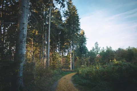 Der Nationalpark Eifel: Natur pur erleben in der Eifel
