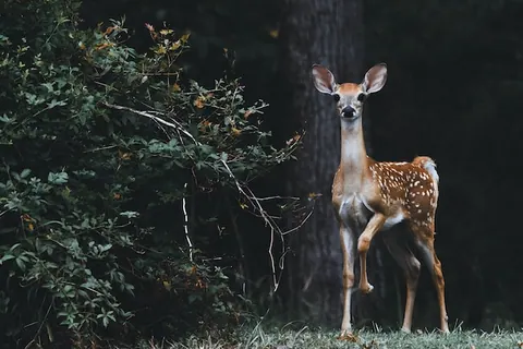 Wild- und Erlebnispark Daun: spannende Autosafari in der Eifel